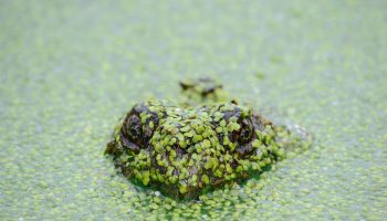 frog in water