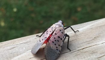 lanternfly