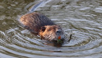 nutria