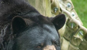 black bear