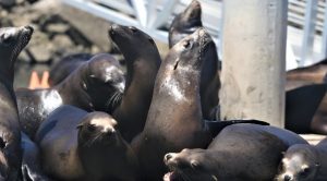 sea lions