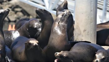 sea lions