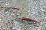 Kids witness rare release of 500K baby salmon into San Pablo, SF Bays