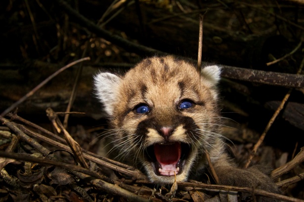 mountain lion cub