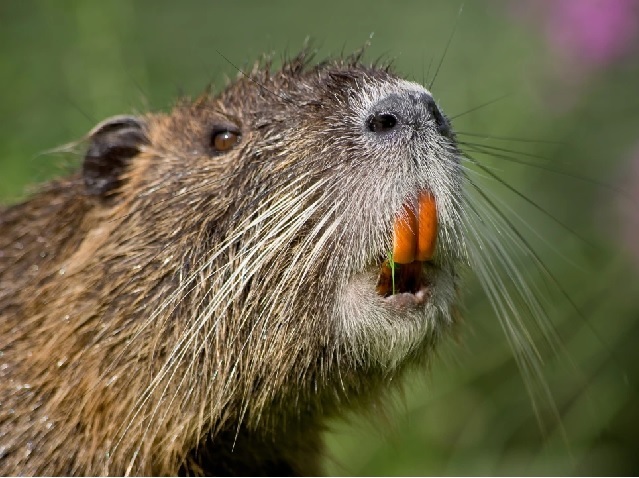 nutria