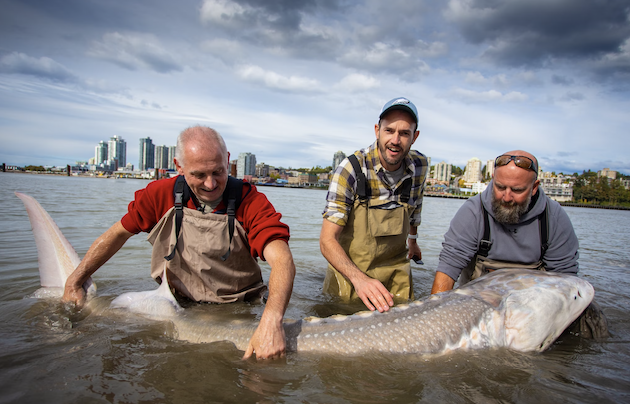 white sturgeon