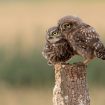 burrowing owls