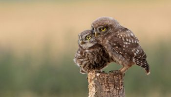 burrowing owls