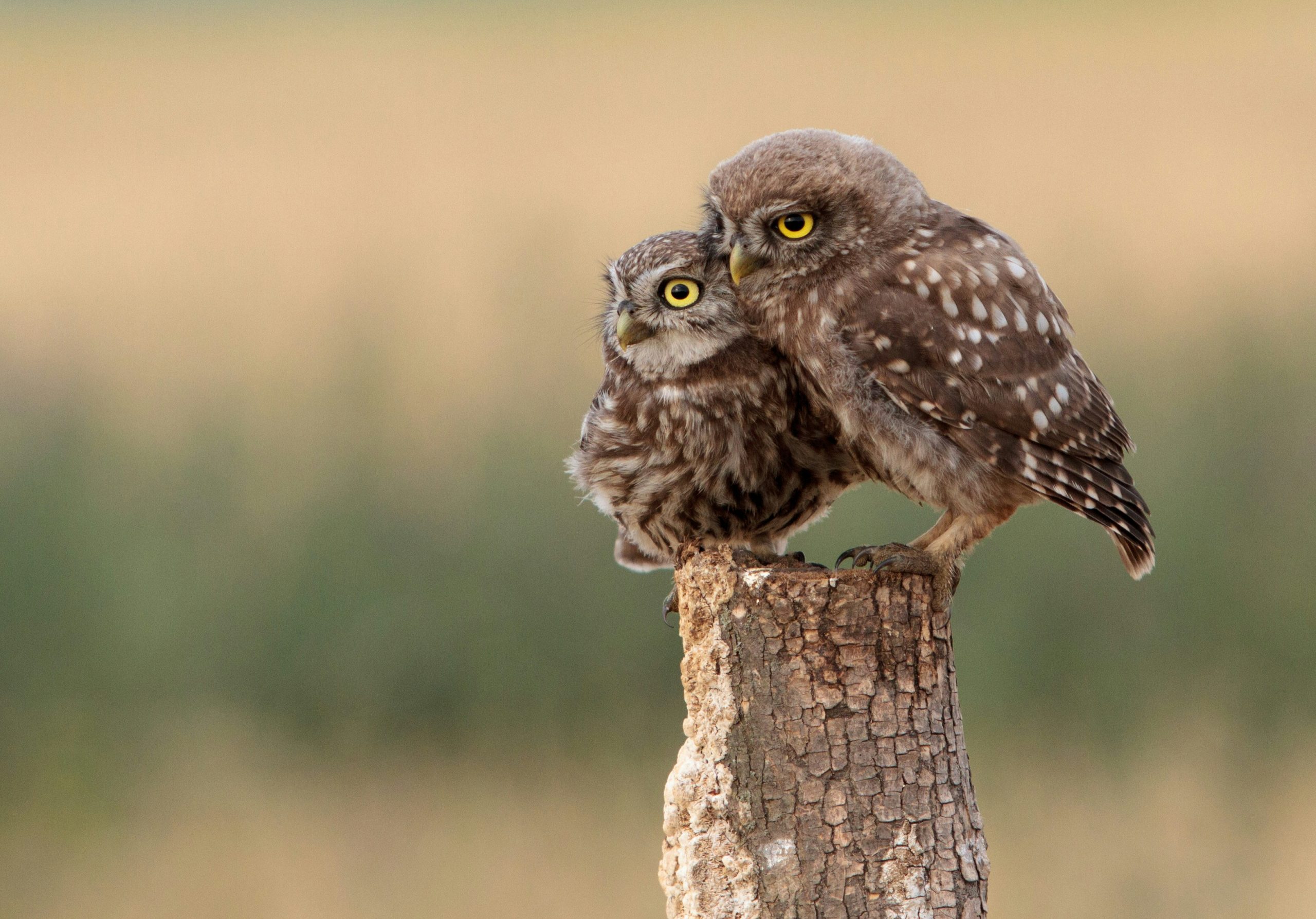 burrowing owls