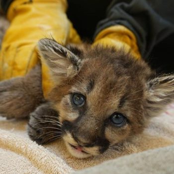 briar mountain lion