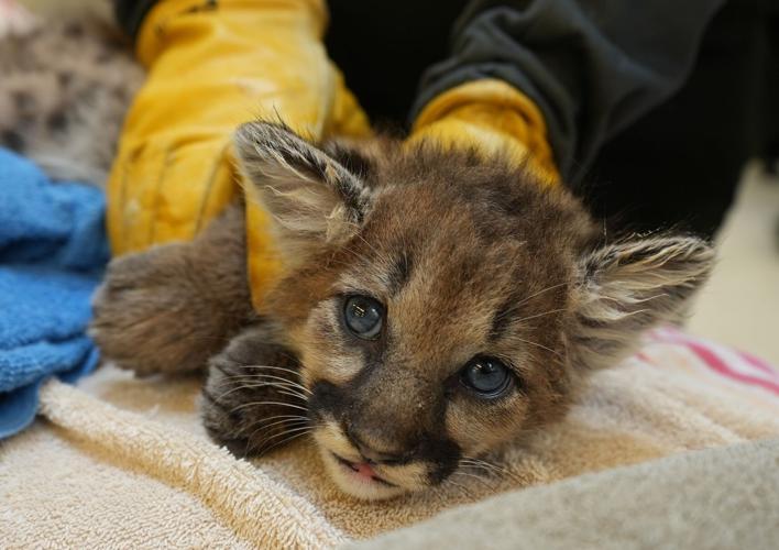 briar mountain lion