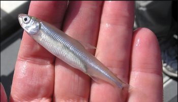 delta smelt