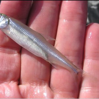 delta smelt