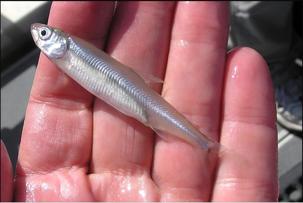 delta smelt