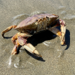 dungeness crab