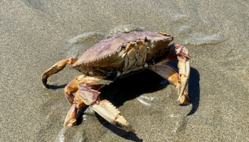 dungeness crab