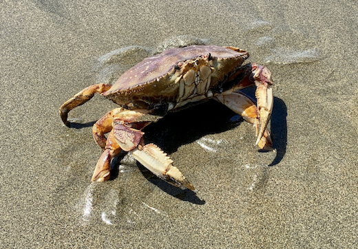 dungeness crab