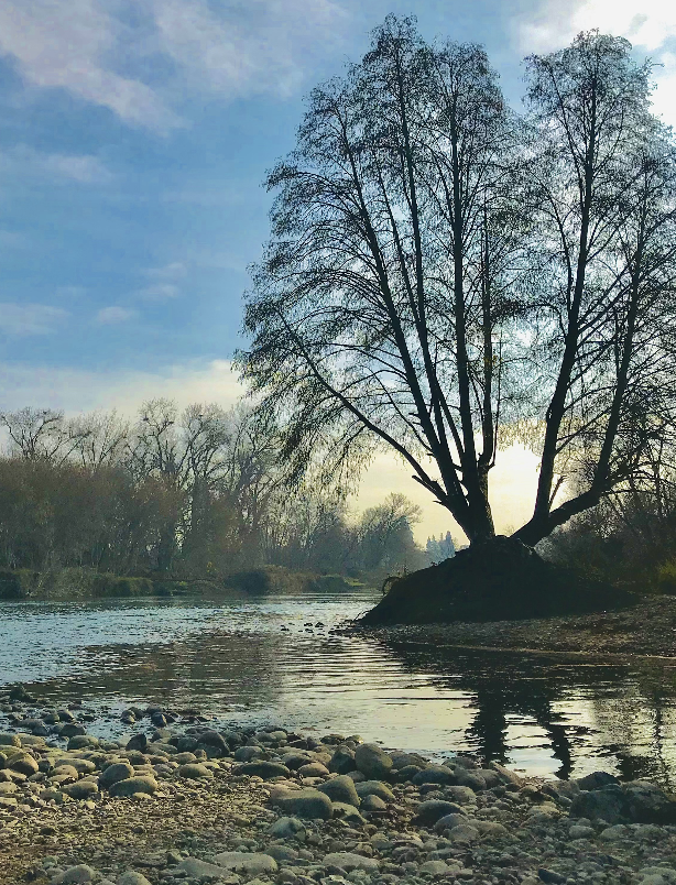 steam with trees